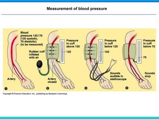 Measurement of blood pressure
 