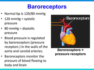 Baroreceptors
Baroreceptors =
pressure receptors
• Normal bp is 120/80 mmHg
• 120 mmHg = systolic
pressure
• 80 mmHg = diastolic
pressure
• Blood pressure is regulated
by baroreceptors (pressure
receptors ) in the walls of the
aorta and carotid arteries.
• Baroreceptors monitor the
pressure of blood flowing to
body and brain
 