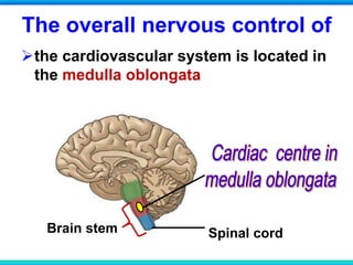 The overall nervous control of
the cardiovascular system is located in
the medulla oblongata
Brain stem Spinal cord
 