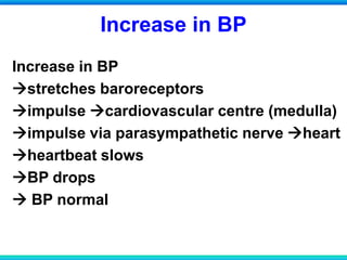 Increase in BP
Increase in BP
stretches baroreceptors
impulse cardiovascular centre (medulla)
impulse via parasympathetic nerve heart
heartbeat slows
BP drops
 BP normal
 