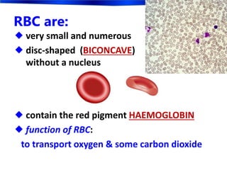 RBC are:
 very small and numerous
 disc-shaped (BICONCAVE)
without a nucleus
 contain the red pigment HAEMOGLOBIN
 function of RBC:
to transport oxygen & some carbon dioxide
 
