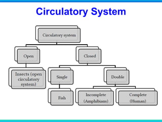 Circulatory System
 