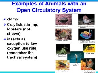 Examples of Animals with an
Open Circulatory System
 clams
 Crayfish, shrimp,
lobsters (not
shown)
 insects as
exception to low
oxygen use rule
(remember the
tracheal system)
 