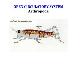 OPEN CIRCULATORY SYSTEM
Arthropoda
 