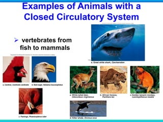 Examples of Animals with a
Closed Circulatory System
 vertebrates from
fish to mammals
 