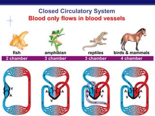 Regents Biology
fish amphibian reptiles birds & mammals
A A
V
V V VV
A AAA
A
V
2 chamber 3 chamber 3 chamber 4 chamber
Closed Circulatory System
Blood only flows in blood vessels
 