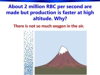 About 2 million RBC per second are
made but production is faster at high
altitude. Why?
There is not so much oxygen in the air.
 