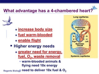Regents Biology
 increase body size
 fuel warm-blooded
 enable flight
 Higher energy needs
 greater need for energy,
fuel, O2, waste removal
 warm-blooded animals &
flying need 10x energy
 need to deliver 10x fuel & O2
What advantage has a 4-chambered heart?
 