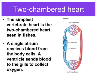 Two-chambered heart
• The simplest
vertebrate heart is the
two-chambered heart,
seen in fishes.
• A single atrium
receives blood from
the body cells. A
ventricle sends blood
to the gills to collect
oxygen.
 
