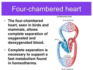 Four-chambered heart
• The four-chambered
heart, seen in birds and
mammals, allows
complete separation of
oxygenated and
deoxygenated blood.
• Complete separation is
necessary to support a
fast metabolism found
in homeotherms.
 