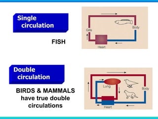 Single
circulation
Double
circulation
FISH
BIRDS & MAMMALS
have true double
circulations
 