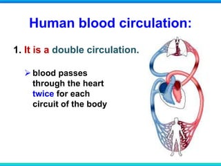 Human blood circulation:
1. It is a double circulation.
 blood passes
through the heart
twice for each
circuit of the body
 