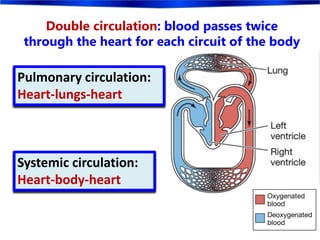 Double circulation: blood passes twice
through the heart for each circuit of the body
Pulmonary circulation:
Heart-lungs-heart
Systemic circulation:
Heart-body-heart
 