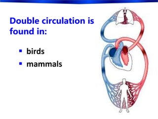 Double circulation is
found in:
 birds
 mammals
 