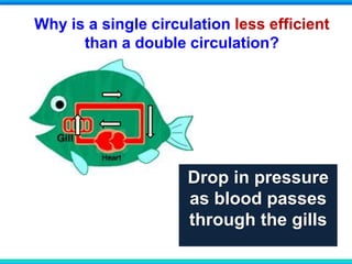 Why is a single circulation less efficient
than a double circulation?
Drop in pressure
as blood passes
through the gills
 