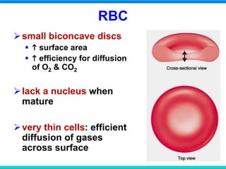 RBC
small biconcave discs
  surface area
  efficiency for diffusion
of O2 & CO2
lack a nucleus when
mature
very thin cells: efficient
diffusion of gases
across surface
 