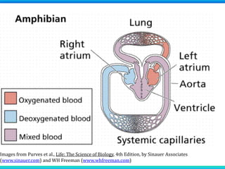 Images from Purves et al., Life: The Science of Biology, 4th Edition, by Sinauer Associates
(www.sinauer.com) and WH Freeman (www.whfreeman.com)
 