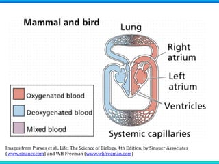 Images from Purves et al., Life: The Science of Biology, 4th Edition, by Sinauer Associates
(www.sinauer.com) and WH Freeman (www.whfreeman.com)
 