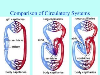 Comparison of Circulatory Systems
 
