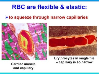 RBC are flexible & elastic:
to squeeze through narrow capillaries
Cardiac muscle
and capillary
Erythrocytes in single file
– capillary is so narrow
 
