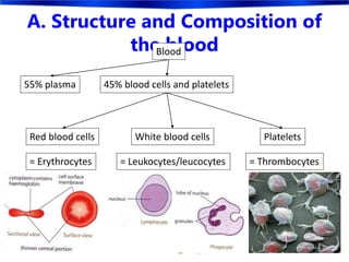 A. Structure and Composition of
the bloodBlood
45% blood cells and platelets
Red blood cells White blood cells Platelets
55% plasma
= Erythrocytes = Leukocytes/leucocytes = Thrombocytes
 
