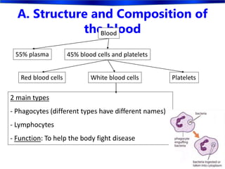 A. Structure and Composition of
the bloodBlood
45% blood cells and platelets
Red blood cells White blood cells Platelets
55% plasma
2 main types
- Phagocytes (different types have different names)
- Lymphocytes
- Function: To help the body fight disease
 