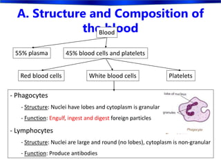 A. Structure and Composition of
the bloodBlood
45% blood cells and platelets
Red blood cells White blood cells Platelets
55% plasma
- Phagocytes
- Structure: Nuclei have lobes and cytoplasm is granular
- Function: Engulf, ingest and digest foreign particles
- Lymphocytes
- Structure: Nuclei are large and round (no lobes), cytoplasm is non-granular
- Function: Produce antibodies
 