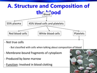 A. Structure and Composition of
the bloodBlood
45% blood cells and platelets
Red blood cells White blood cells Platelets
55% plasma
- Not true cells
- But classified with cells when talking about composition of blood
- Membrane-bound fragments of cytoplasm
- Produced by bone marrow
- Function: Involved in blood clotting
 
