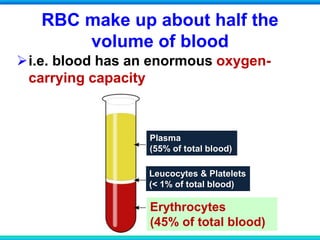 RBC make up about half the
volume of blood
i.e. blood has an enormous oxygen-
carrying capacity
Erythrocytes
(45% of total blood)
Plasma
(55% of total blood)
Leucocytes & Platelets
(< 1% of total blood)
 