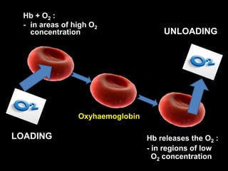 Hb + O2 :
- in areas of high O2
concentration
Hb releases the O2 :
- in regions of low
O2 concentration
Oxyhaemoglobin
LOADING
UNLOADING
 