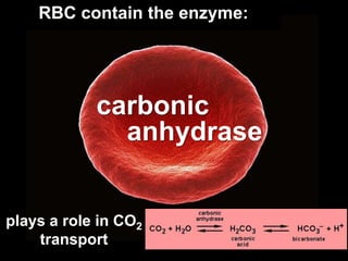 RBC contain the enzyme:
plays a role in CO2
transport
carbonic
anhydrase
 