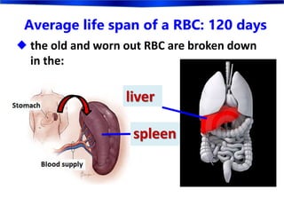 Average life span of a RBC: 120 days
 the old and worn out RBC are broken down
in the:
liver
spleen
 