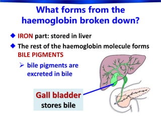 What forms from the
haemoglobin broken down?
 IRON part: stored in liver
 The rest of the haemoglobin molecule forms
BILE PIGMENTS
 bile pigments are
excreted in bile
Gall bladder
stores bile
 