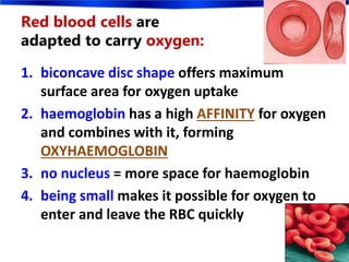 Red blood cells are
adapted to carry oxygen:
1. biconcave disc shape offers maximum
surface area for oxygen uptake
2. haemoglobin has a high AFFINITY for oxygen
and combines with it, forming
OXYHAEMOGLOBIN
3. no nucleus = more space for haemoglobin
4. being small makes it possible for oxygen to
enter and leave the RBC quickly
 