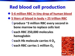 Red blood cell production
 5-6 million RBC in tiny drop of human blood
 5 liters of blood in body = 25 trillion RBC
produce ~3 million RBC every second in
bone marrow to replace cells lost
each RBC 250,000 molecules
hemoglobin
each Hb molecule carries 4 O2
each RBC carries 1 million O2
 
