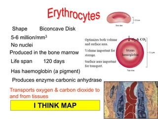 Shape Biconcave Disk
No nuclei
Transports oxygen & carbon dioxide to
and from tissues
5-6 million/mm3
Has haemoglobin (a pigment)
Produced in the bone marrow
Life span 120 days
Produces enzyme carbonic anhydrase
I THINK MAP
 