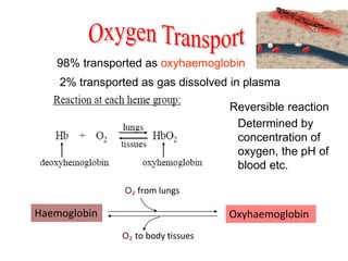 98% transported as oxyhaemoglobin
2% transported as gas dissolved in plasma
Reversible reaction
Determined by
concentration of
oxygen, the pH of
blood etc.
Haemoglobin Oxyhaemoglobin
O₂ from lungs
O₂ to body tissues
 