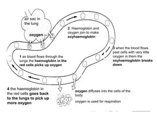 air sac in
the lung
oxygen
1 as blood flows through the
lungs the haemoglobin in the
red cells picks up oxygen
2 Haemoglobin and
oxygen join to make
oxyhaemoglobin
3 when the blood flows
past cells with very little
oxygen in them the
oxyhaemoglobin breaks
down
oxygen diffuses into the cells of the
body
oxygen is used for respiration
4 the haemoglobin in
the red cells goes back
to the lungs to pick up
more oxygen
 