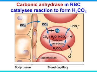 Carbonic anhydrase in RBC
catalyses reaction to form H2CO3
 