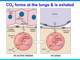 CO2 forms at the lungs & is exhaled
AT ACTIVE TISSUES AT LUNGS
 