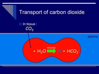 Transport of carbon dioxide
 In tissue :
CO2
plasma
+ H2O H+ + HCO3
-
enzyme
 