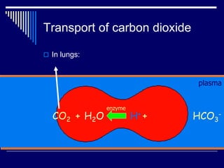 Transport of carbon dioxide
 In lungs:
CO2 + H2O H+ + HCO3
-
plasma
enzyme
 