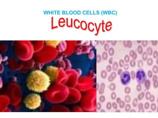 WHITE BLOOD CELLS (WBC)
 