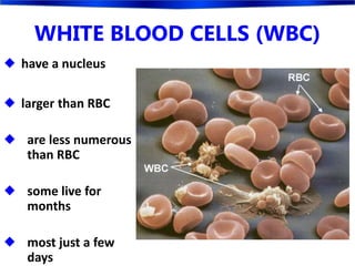 WHITE BLOOD CELLS (WBC)
 have a nucleus
 larger than RBC
 are less numerous
than RBC
 some live for
months
 most just a few
days
 