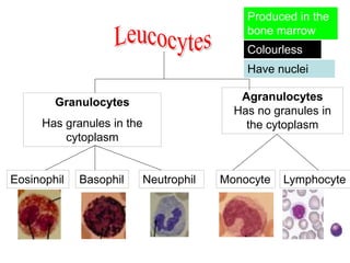 Agranulocytes
Has no granules in
the cytoplasm
Granulocytes
Has granules in the
cytoplasm
LymphocyteMonocyteNeutrophilBasophilEosinophil
Produced in the
bone marrow
Colourless
Have nuclei
 