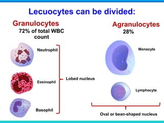 Lecuocytes can be divided:
Granulocytes Agranulocytes
Lymphocyte
Neutrophil
Basophil
Eosinophil
Monocyte
Lobed nucleus
Oval or bean-shaped nucleus
72% of total WBC
count
28%
 