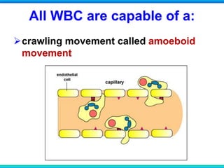 All WBC are capable of a:
crawling movement called amoeboid
movement
 
