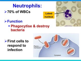 Neutrophils:
70% of WBCs
Function
 Phagocytise & destroy
bacteria
Lobed
nucleus
First cells to
respond to
infection
 