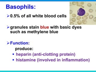 Basophils:
0.5% of all white blood cells
granules stain blue with basic dyes
such as methylene blue
Function:
produce:
 heparin (anti-clotting protein)
 histamine (involved in inflammation)
 
