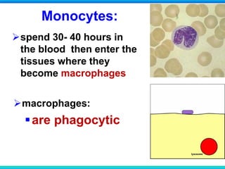 Monocytes:
spend 30- 40 hours in
the blood then enter the
tissues where they
become macrophages
macrophages:
are phagocytic
 